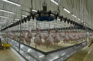 资本正疯狂投资农业 这些项目融资模式值得学